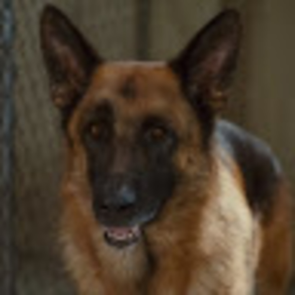 Meet your Posher, Detectivepawz